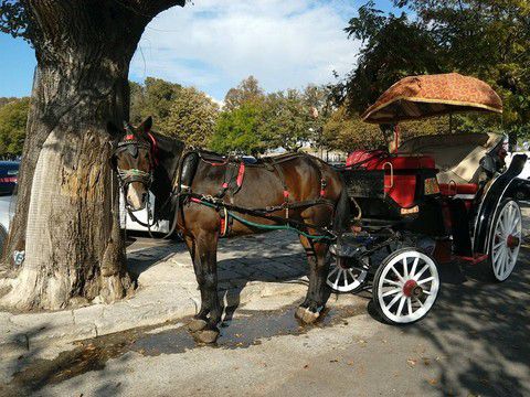 22309091_1547709028599417_2265970409822990360_n